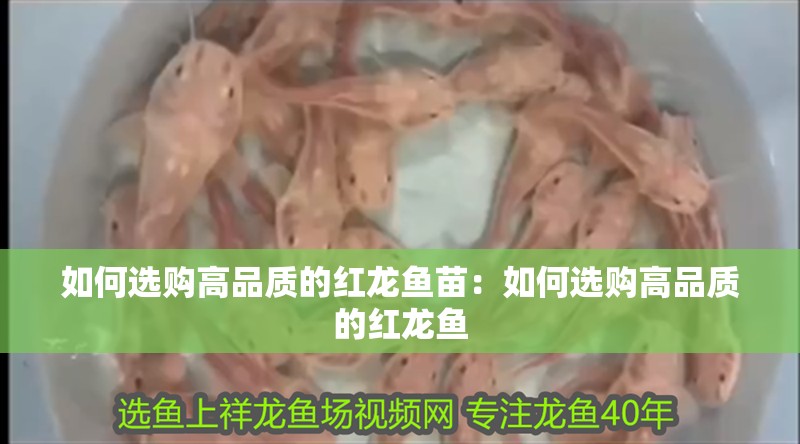 如何選購高品質的紅龍魚苗：如何選購高品質的紅龍魚