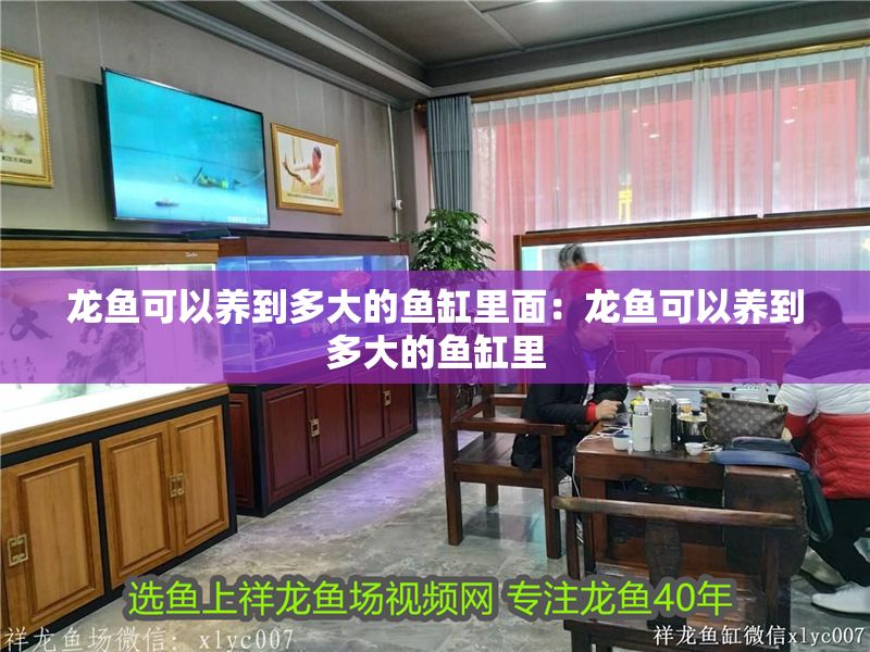 龍魚可以養(yǎng)到多大的魚缸里面：龍魚可以養(yǎng)到多大的魚缸里