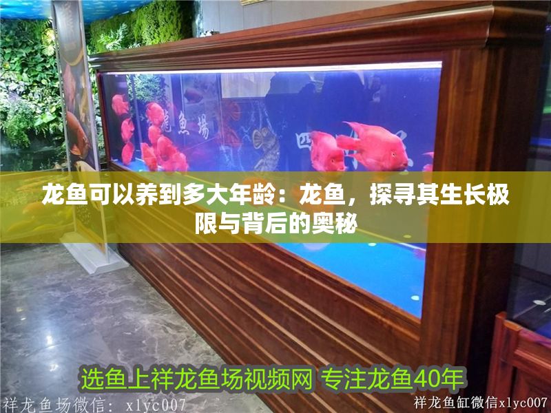 龍魚可以養(yǎng)到多大年齡：龍魚，探尋其生長極限與背后的奧秘