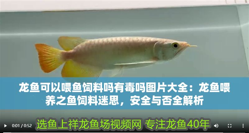 龍魚可以喂魚飼料嗎有毒嗎圖片大全：龍魚喂養(yǎng)之魚飼料迷思，安全與否全解析