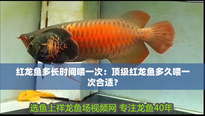 紅龍魚多長(zhǎng)時(shí)間喂一次：頂級(jí)紅龍魚多久喂一次合適？