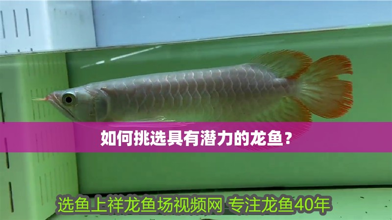龍魚干蝦有營養嗎 如何挑選具有潛力的龍魚? 龍魚百科 如何挑選具有潛力的龍魚? 如何挑選具有潛力的龍魚? 龍魚百科