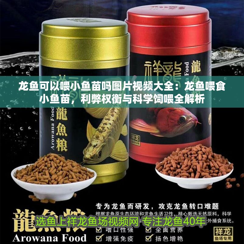 龍魚可以喂小魚苗嗎圖片視頻大全：龍魚喂食小魚苗，利弊權(quán)衡與科學(xué)飼喂全解析