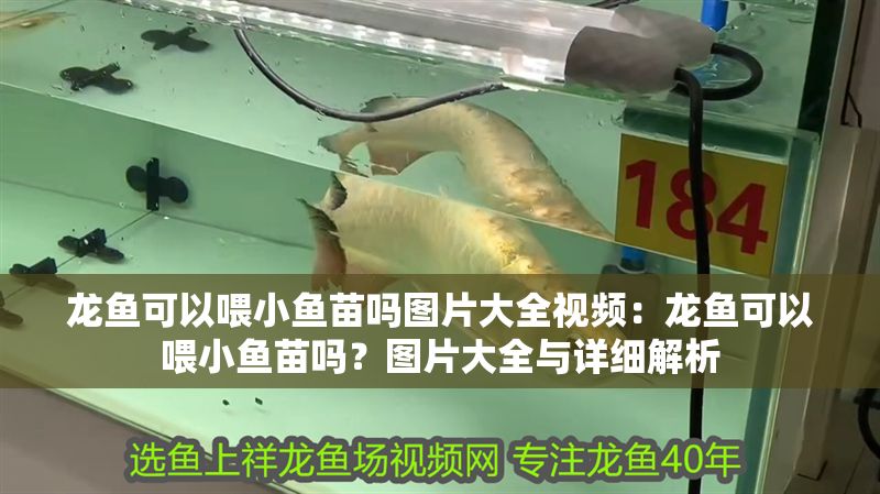 龍魚可以喂小魚苗嗎圖片大全視頻：龍魚可以喂小魚苗嗎？圖片大全與詳細(xì)解析