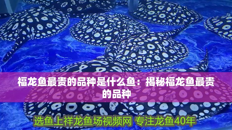 福龍魚(yú)最貴的品種是什么魚(yú)：揭秘福龍魚(yú)最貴的品種
