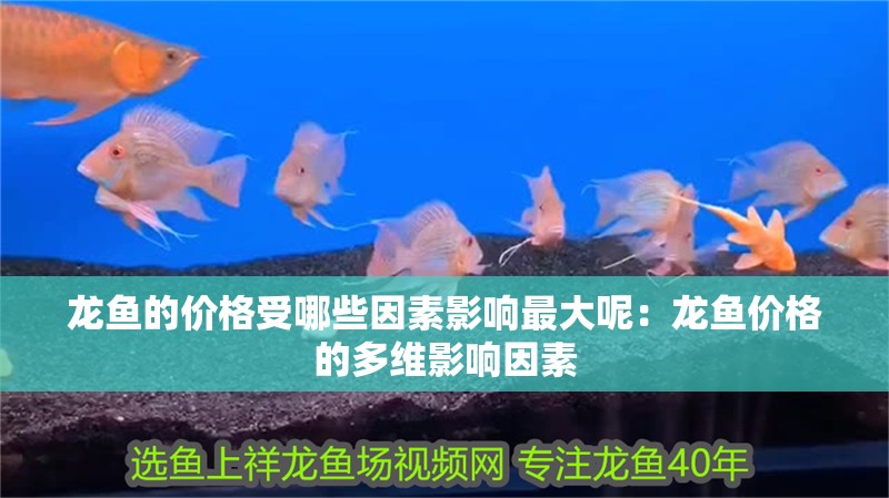 龍魚的價(jià)格受哪些因素影響最大呢：龍魚價(jià)格的多維影響因素