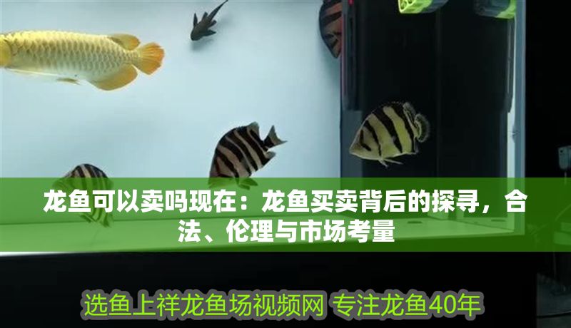 龍魚可以賣嗎現(xiàn)在：龍魚買賣背后的探尋，合法、倫理與市場考量