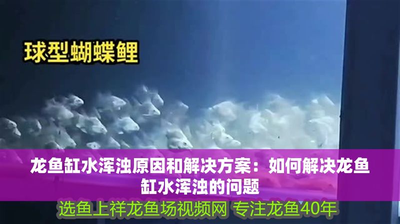 龍魚缸水渾濁原因和解決方案：如何解決龍魚缸水渾濁的問題