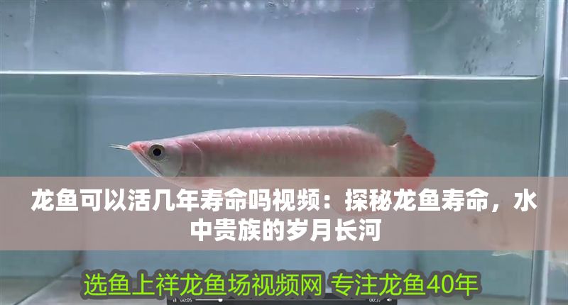 龍魚可以活幾年壽命嗎視頻：探秘龍魚壽命，水中貴族的歲月長(zhǎng)河