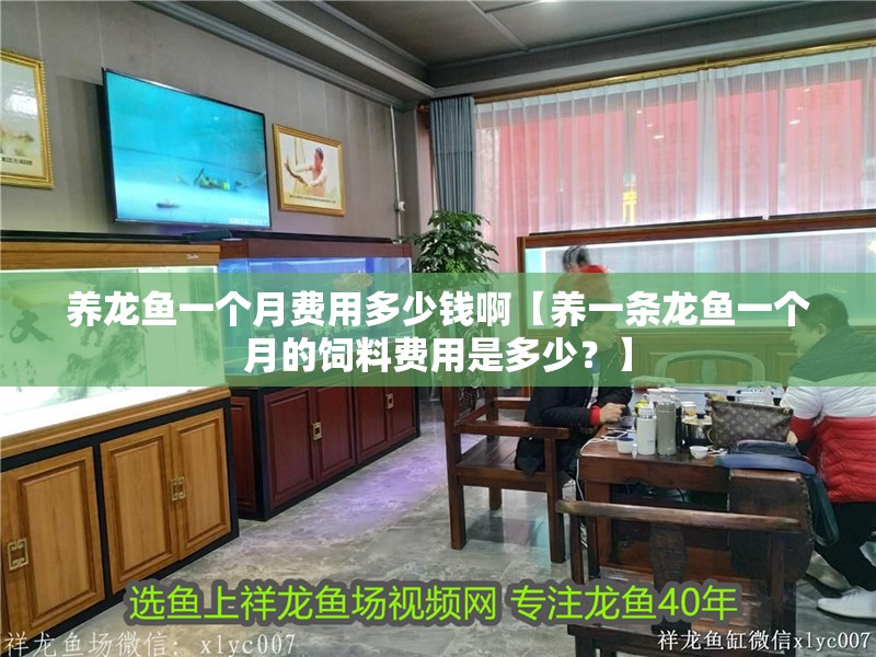 養龍魚一個月費用多少錢啊【養一條龍魚一個月的飼料費用是多少？】