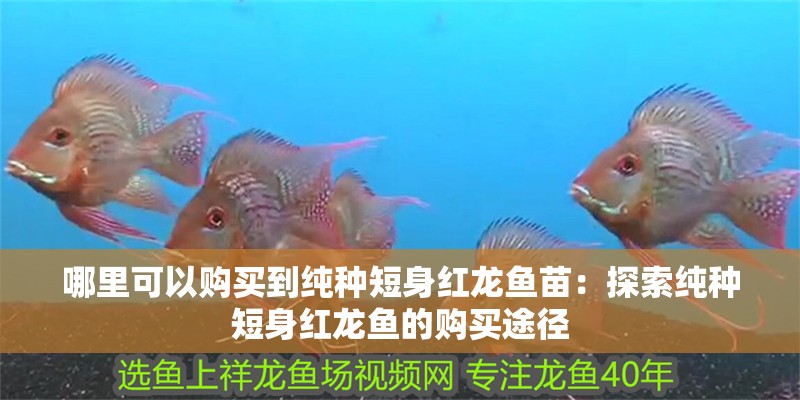 哪里可以購買到純種短身紅龍魚苗：探索純種短身紅龍魚的購買途徑