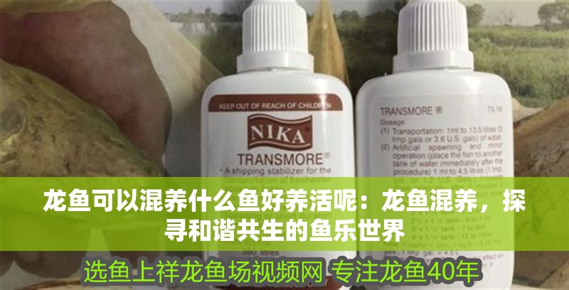 龍魚可以混養什么魚好養活呢：龍魚混養，探尋和諧共生的魚樂世界