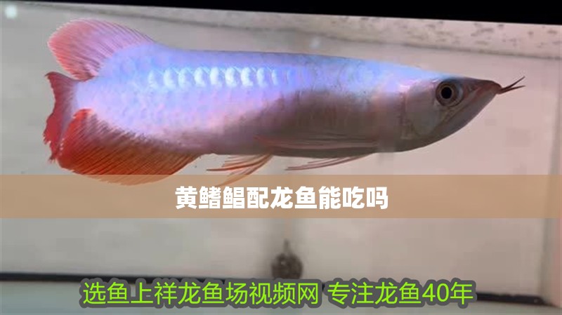 黃鰭鯧配龍魚能吃嗎