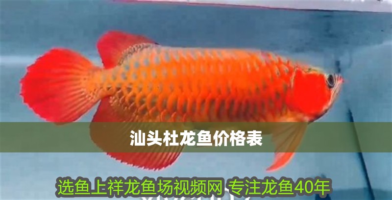 汕頭杜龍魚價(jià)格表