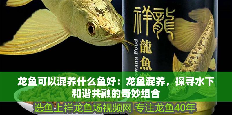 龍魚可以混養什么魚好：龍魚混養，探尋水下和諧共融的奇妙組合