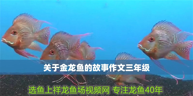 關于金龍魚的故事作文三年級