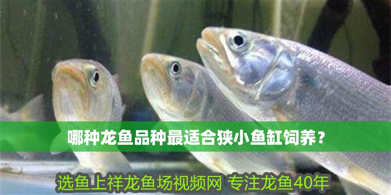 龍魚眼睛下垂怎么治療：龍魚眼睛下垂怎么辦