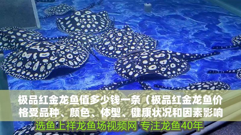 極品紅金龍魚值多少錢一條（極品紅金龍魚價格受品種、顏色、體型、健康狀況和因素影響）