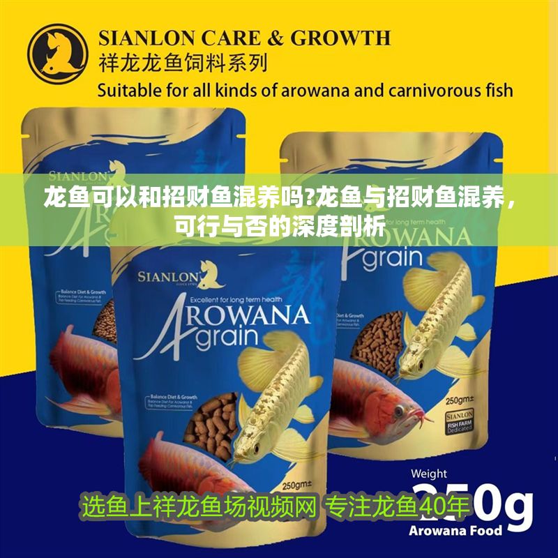 龍魚可以和招財魚混養嗎?龍魚與招財魚混養，可行與否的深度剖析
