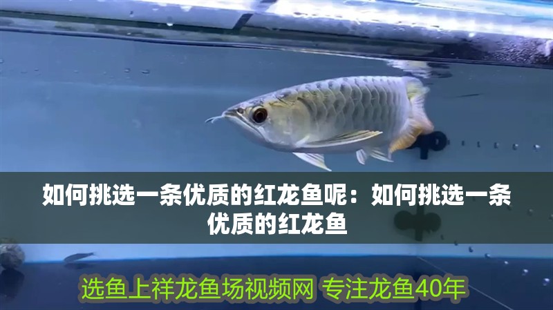 如何挑選一條優質的紅龍魚呢：如何挑選一條優質的紅龍魚