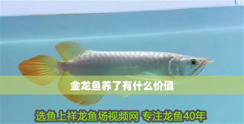 金龍魚養(yǎng)了有什么價(jià)值