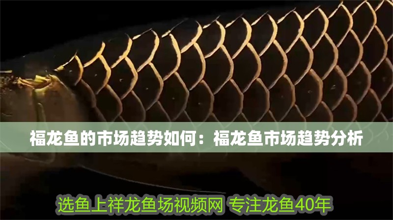 福龍魚的市場趨勢如何：福龍魚市場趨勢分析