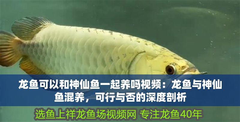 龍魚可以和神仙魚一起養嗎視頻：龍魚與神仙魚混養，可行與否的深度剖析