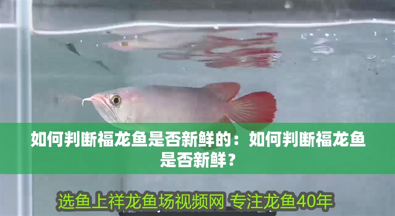 如何判斷福龍魚是否新鮮的：如何判斷福龍魚是否新鮮？