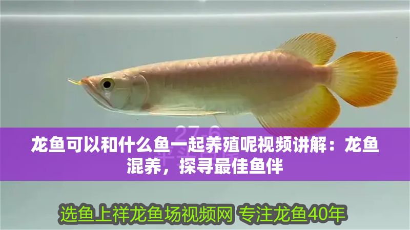龍魚可以和什么魚一起養(yǎng)殖呢視頻講解：龍魚混養(yǎng)，探尋最佳魚伴