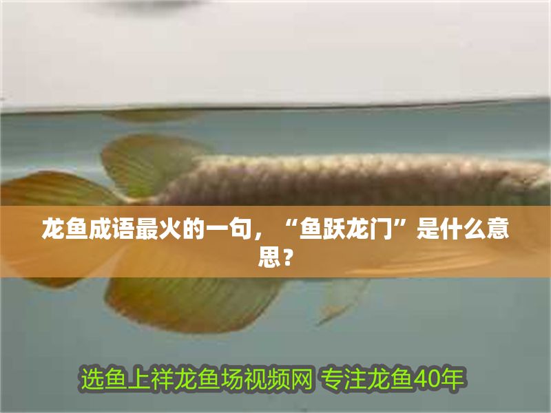 龍魚成語最火的一句，“魚躍龍門”是什么意思？