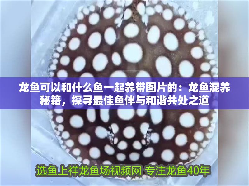 龍魚可以和什么魚一起養帶圖片的：龍魚混養秘籍，探尋最佳魚伴與和諧共處之道