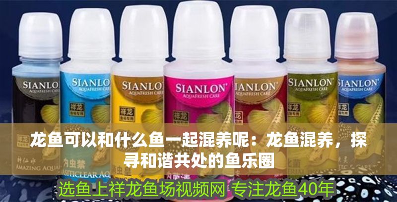 龍魚可以和什么魚一起混養呢：龍魚混養，探尋和諧共處的魚樂圈