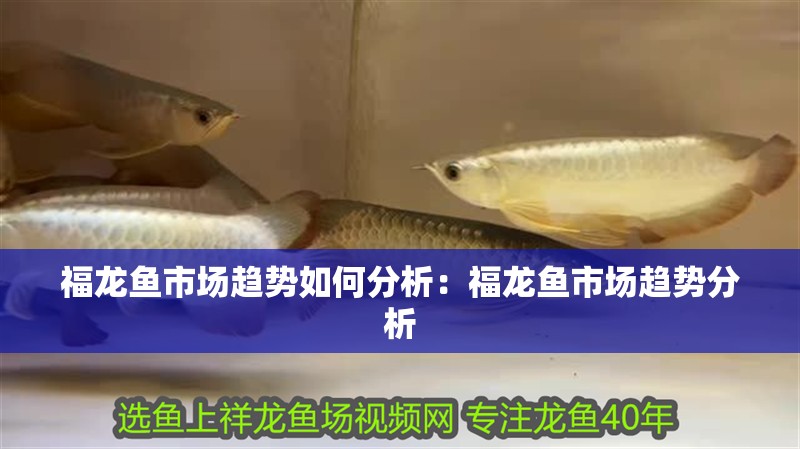龍魚做手術(shù)后脹肚的原因：龍魚做手術(shù)后出現(xiàn)脹肚的情況可能由多種因素引起