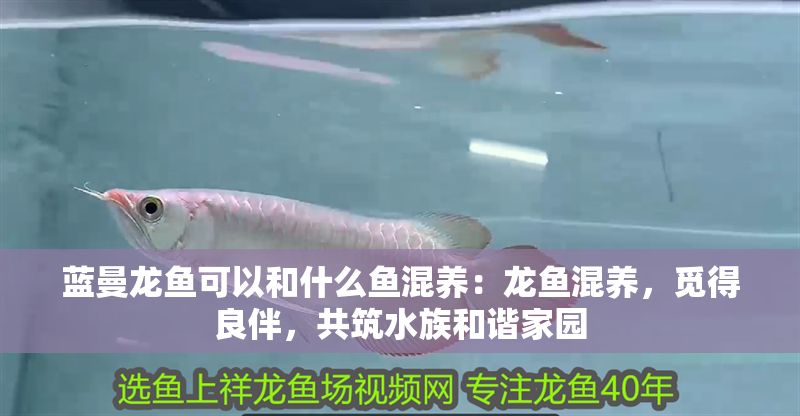 藍(lán)曼龍魚(yú)可以和什么魚(yú)混養(yǎng)：龍魚(yú)混養(yǎng)，覓得良伴，共筑水族和諧家園