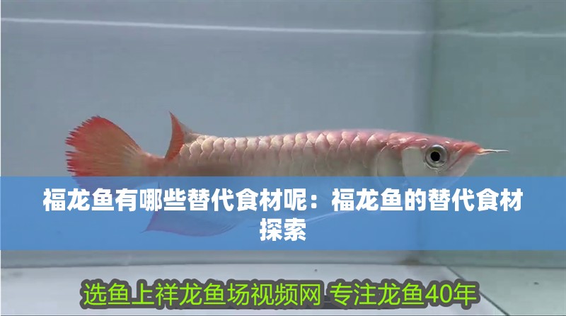 福龍魚有哪些替代食材呢：福龍魚的替代食材探索