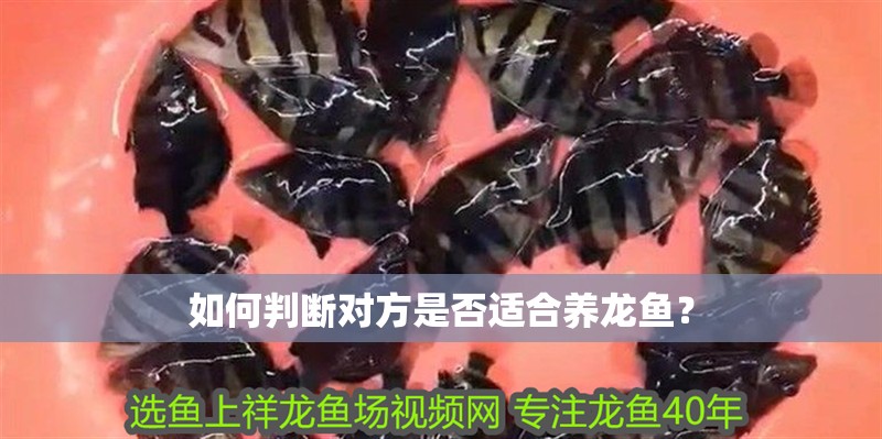 如何判斷對方是否適合養龍魚？