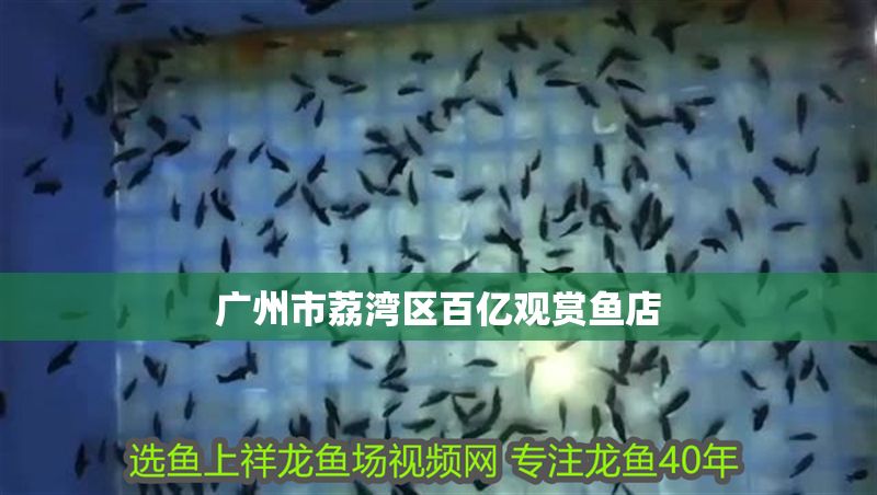 廣州市荔灣區百億觀賞魚店