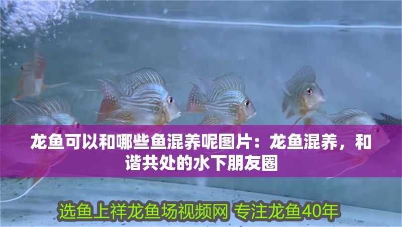 龍魚可以和哪些魚混養呢圖片：龍魚混養，和諧共處的水下朋友圈