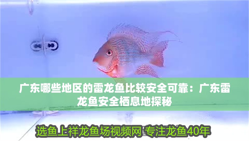 廣東哪些地區(qū)的雷龍魚比較安全可靠：廣東雷龍魚安全棲息地探秘