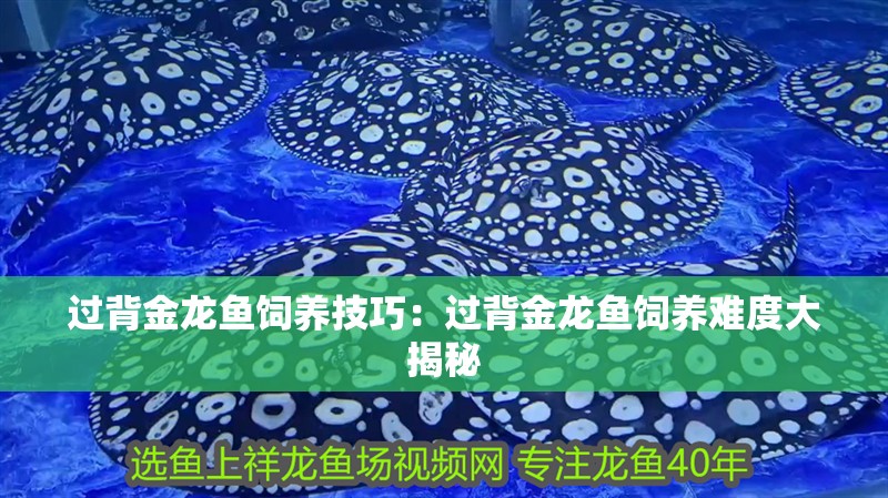 過背金龍魚飼養技巧：過背金龍魚飼養難度大揭秘