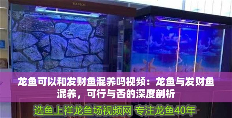龍魚可以和發財魚混養嗎視頻：龍魚與發財魚混養，可行與否的深度剖析 龍魚可以和發財魚混養嗎視頻：龍魚與發財魚混養，可行與否的深度剖析 龍魚百科 第1張