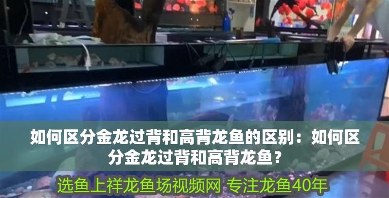 如何區(qū)分金龍過背和高背龍魚的區(qū)別：如何區(qū)分金龍過背和高背龍魚？