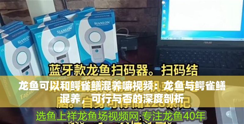 龍魚可以和鱷雀鱔混養嘛視頻：龍魚與鱷雀鱔混養，可行與否的深度剖析