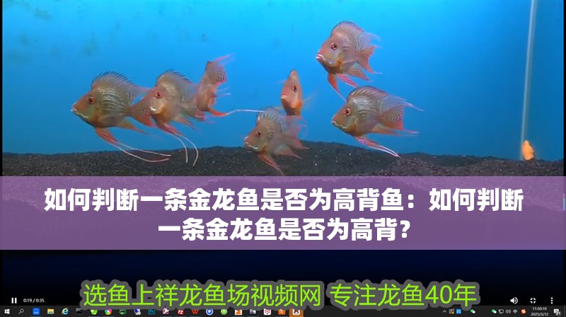 如何判斷一條金龍魚是否為高背魚：如何判斷一條金龍魚是否為高背？