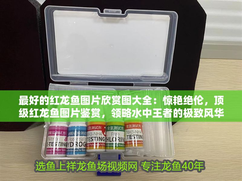 最好的紅龍魚圖片欣賞圖大全：驚艷絕倫，頂級紅龍魚圖片鑒賞，領略水中王者的極致風華