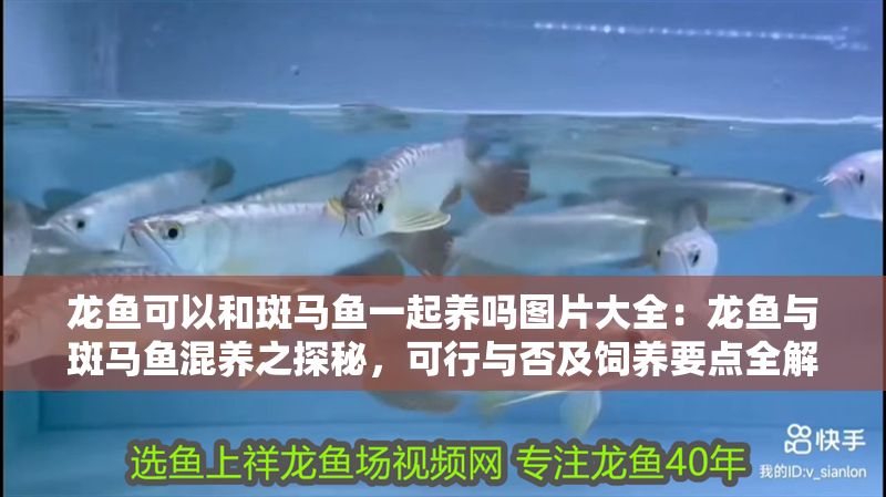 龍魚可以和斑馬魚一起養嗎圖片大全：龍魚與斑馬魚混養之探秘，可行與否及飼養要點全解析