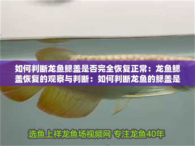 如何判斷龍魚鰓蓋是否完全恢復(fù)正常：龍魚鰓蓋恢復(fù)的觀察與判斷：如何判斷龍魚的鰓蓋是否完全恢復(fù)