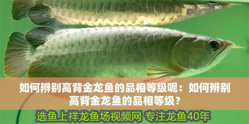 如何辨別高背金龍魚的品相等級呢：如何辨別高背金龍魚的品相等級？