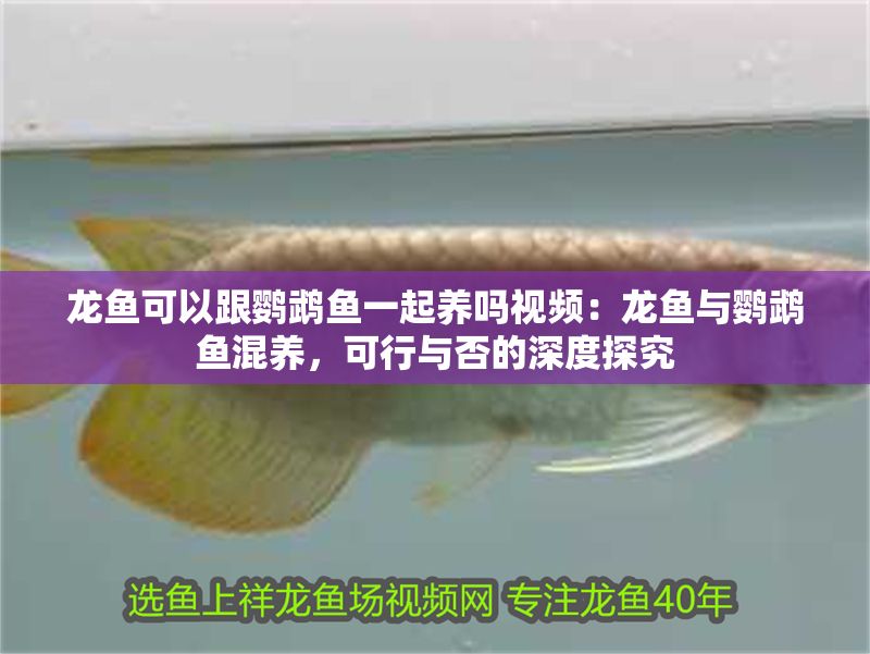 龍魚可以跟鸚鵡魚一起養嗎視頻：龍魚與鸚鵡魚混養，可行與否的深度探究