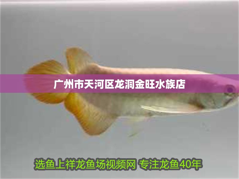 廣州市天河區龍洞金旺水族店